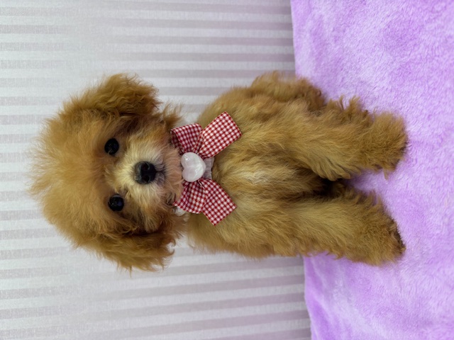 埼玉県のトイプードル(トイ) (OneBuddy南越谷店/2025年9月10日生まれ/女の子/アプリコット)の子犬の1枚目の画像