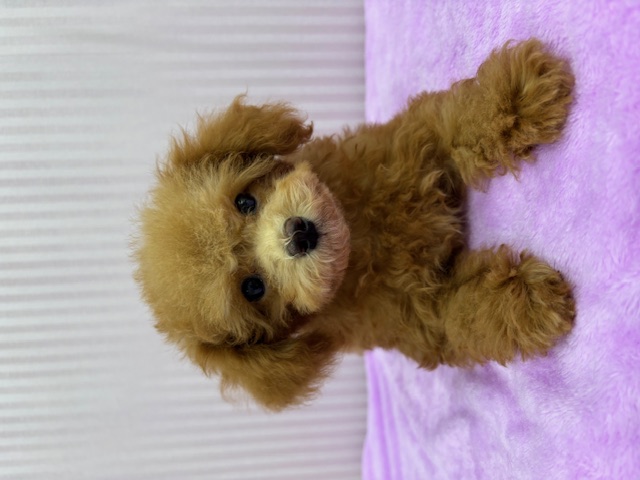 埼玉県のトイプードル(トイ) (OneBuddy南越谷店/2025年9月10日生まれ/男の子/アプリコット)の子犬の1枚目の画像