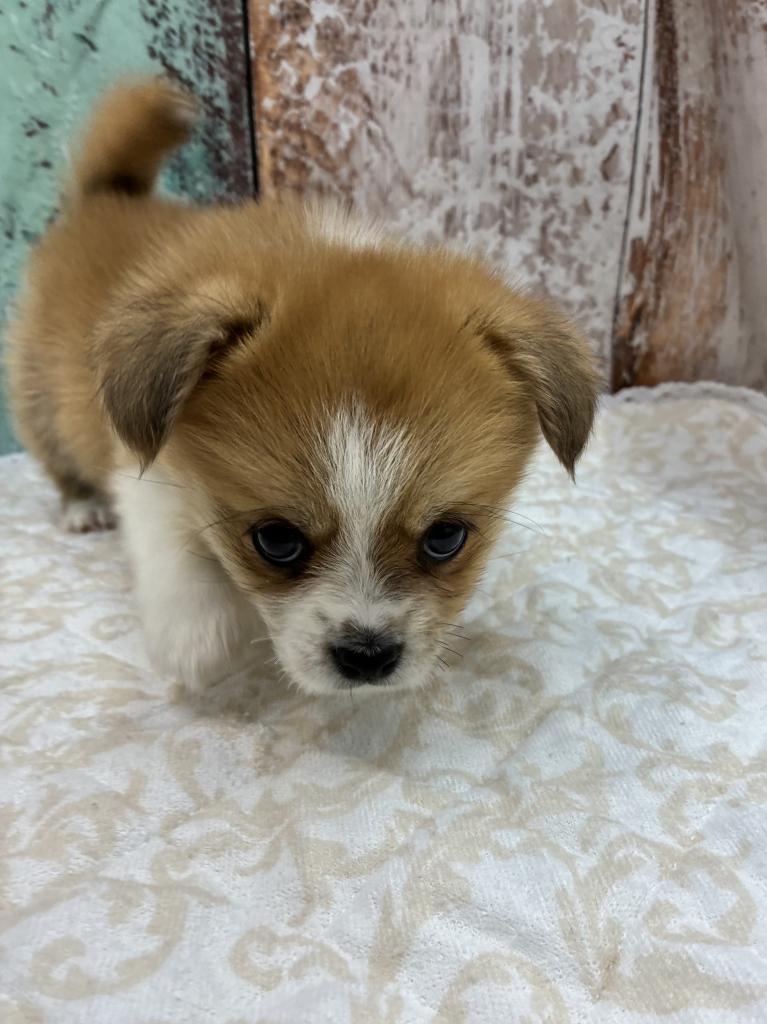 北海道のハーフ犬・ミックス犬 (ジャパンペッツトレーディング伏古店/2025年12月13日生まれ/女の子/レッドホワイト)の子犬