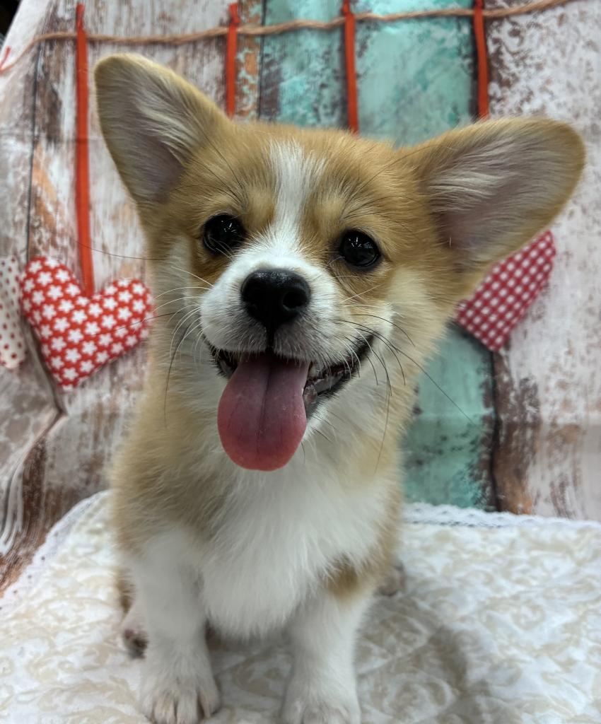 北海道のハーフ犬・ミックス犬 (ジャパンペッツトレーディング伏古店/2025年12月13日生まれ/女の子/レッドホワイト)の子犬の1枚目の画像