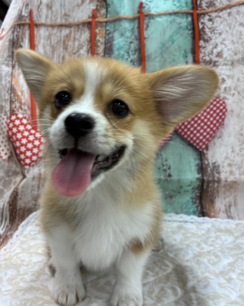 北海道のハーフ犬・ミックス犬 (ジャパンペッツトレーディング伏古店/2025年12月13日生まれ/女の子/レッドホワイト)の子犬の2枚目の画像