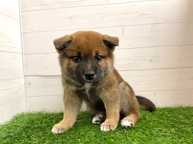 茨城県の柴犬(標準サイズ) (ペッツワン日立店/2025年12月27日生まれ/男の子/赤)の子犬の2枚目の画像