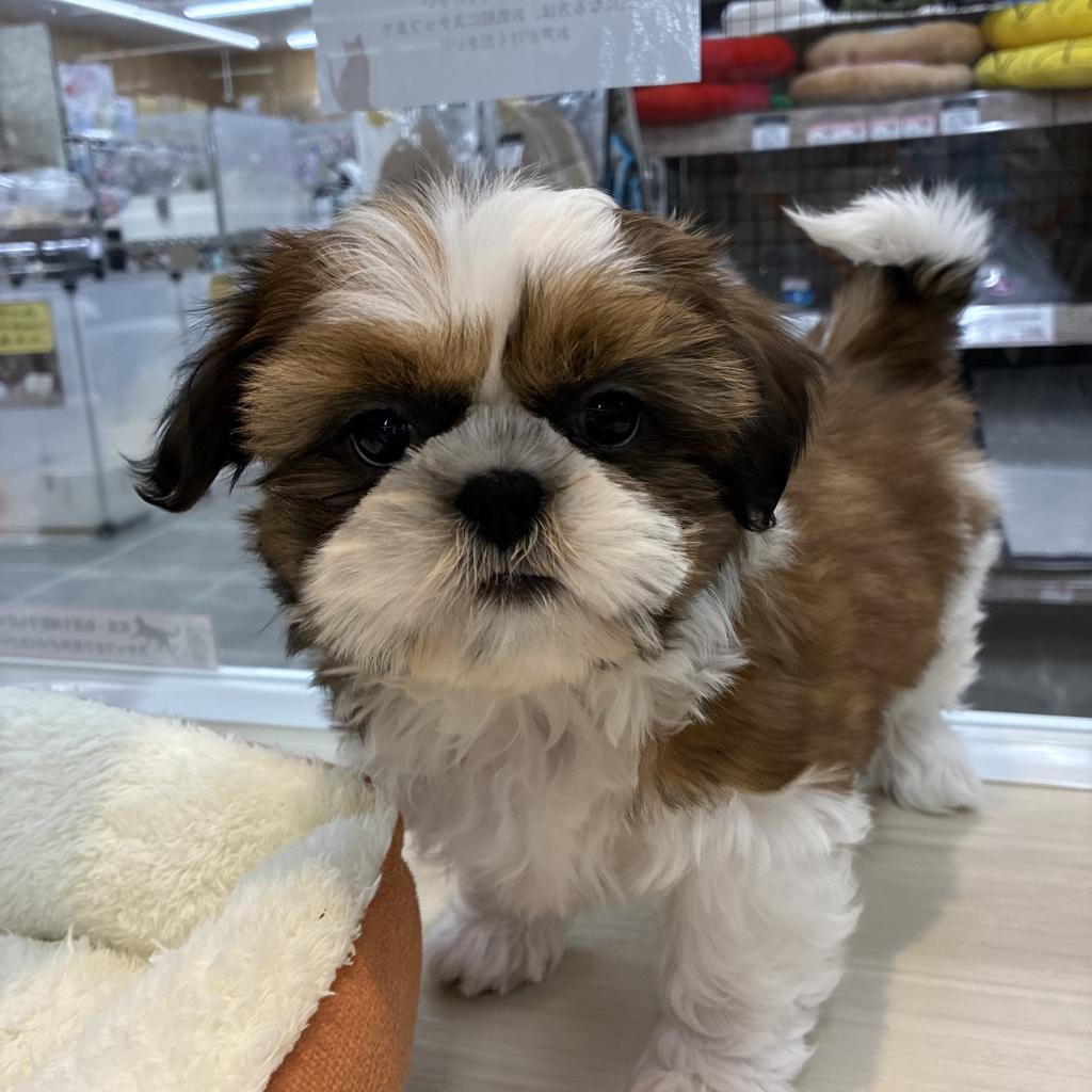 2025年12月21日生まれのシーズー