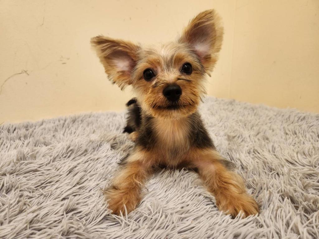 埼玉県のヨークシャーテリア (ペットプラザ越谷大里店/2025年12月25日生まれ/男の子/SB/T)の子犬の3枚目の画像