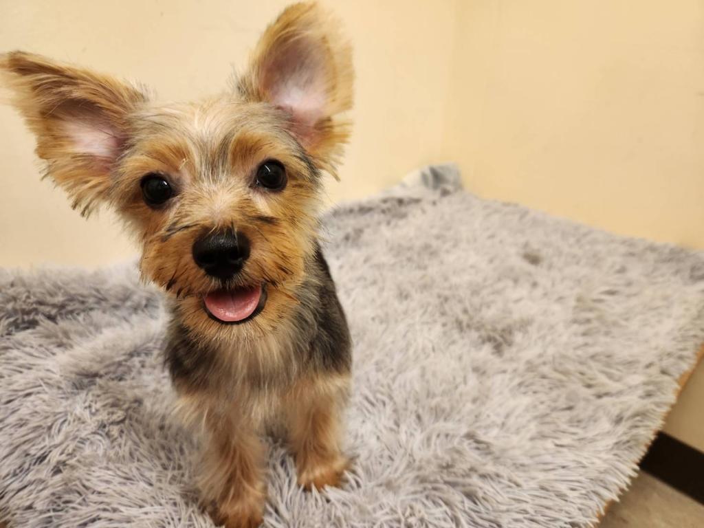 埼玉県のヨークシャーテリア (ペットプラザ越谷大里店/2025年12月25日生まれ/男の子/SB/T)の子犬の4枚目の画像