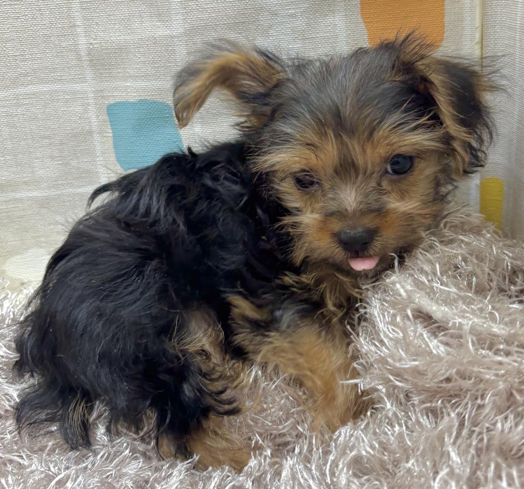 茨城県のヨークシャーテリア (ペットアミ桜川店/2025年12月25日生まれ/男の子/SB/T)の子犬
