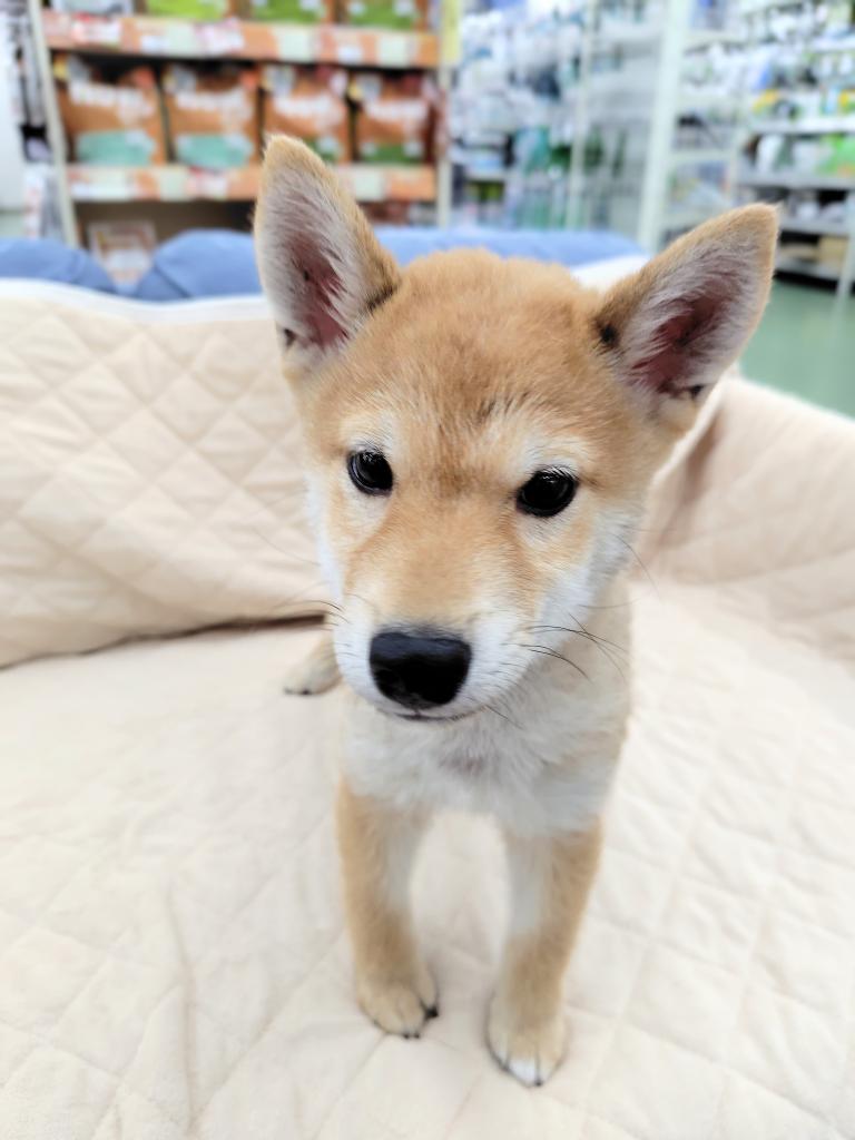 茨城県の柴犬(標準サイズ) (OneBuddyトモニー水戸店/2025年9月14日生まれ/男の子/赤)の子犬の2枚目の画像