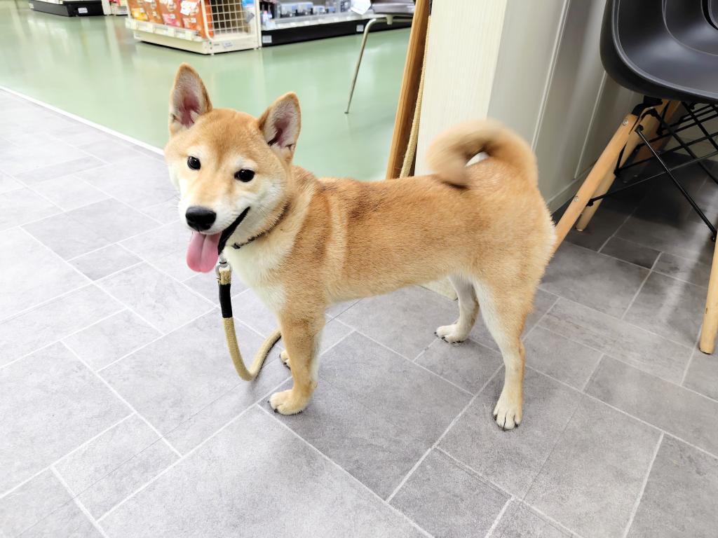 茨城県の柴犬(標準サイズ) (OneBuddyトモニー水戸店/2025年9月14日生まれ/男の子/赤)の子犬の3枚目の画像