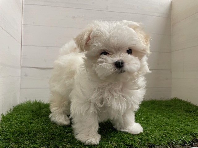 茨城県のマルチーズ (ペッツワン日立店/2025年9月10日生まれ/女の子/ホワイト)の子犬