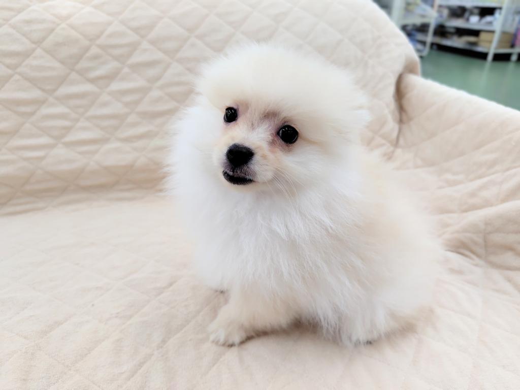 茨城県のハーフ犬・ミックス犬 (OneBuddyトモニー水戸店/2025年9月15日生まれ/男の子/クリーム)の子犬の2枚目の画像