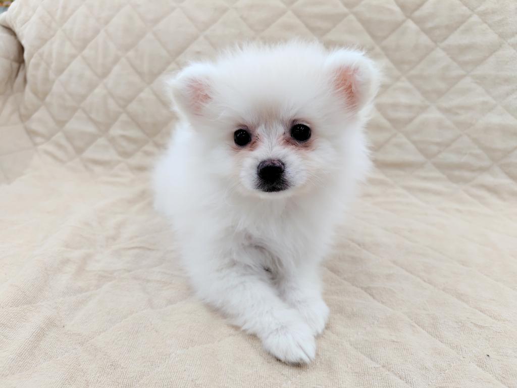 茨城県のハーフ犬・ミックス犬 (OneBuddyトモニー水戸店/2025年9月15日生まれ/女の子/クリーム)の子犬の2枚目の画像