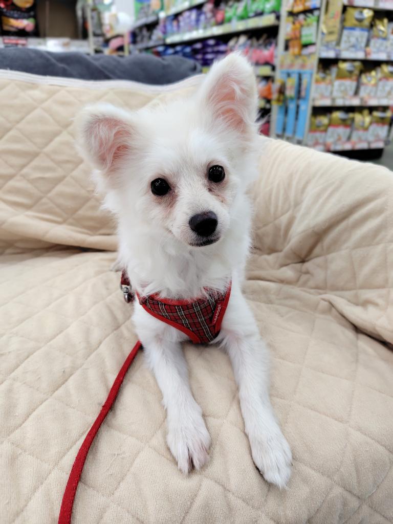 茨城県のハーフ犬・ミックス犬 (OneBuddyトモニー水戸店/2025年9月15日生まれ/女の子/クリーム)の子犬の3枚目の画像