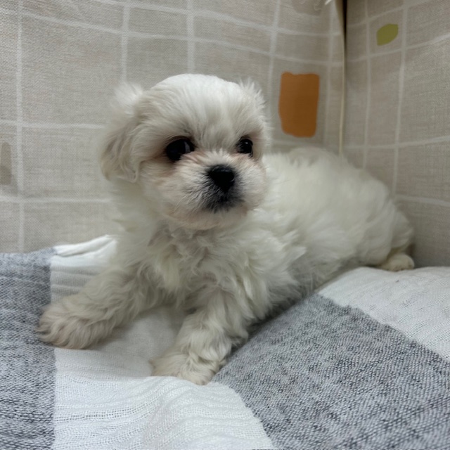 茨城県のハーフ犬・ミックス犬 (ペットアミ桜川店/2026年1月8日生まれ/女の子/ホワイト)の子犬