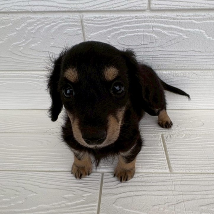 埼玉県のミニチュアダックスフンド(ロング) (ペットプラザ草加松原店/2026年1月16日生まれ/女の子/ブラックイエロー)の子犬