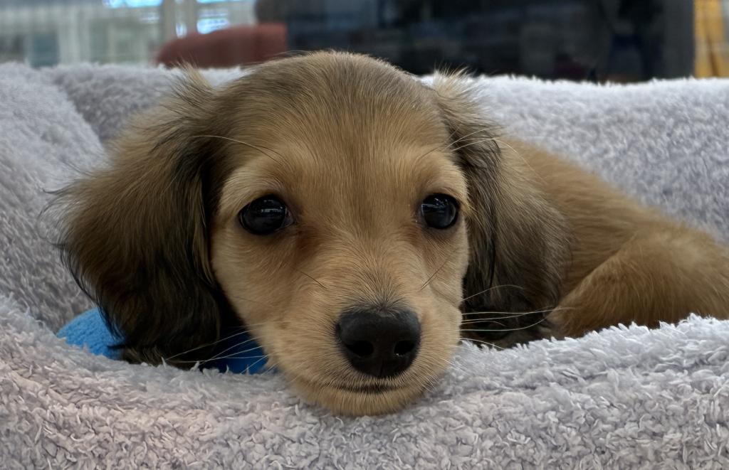 北海道のミニチュアダックスフンド(ロング) (ジャパンペッツトレーディング釧路店/2026年1月16日生まれ/女の子/レッド)の子犬