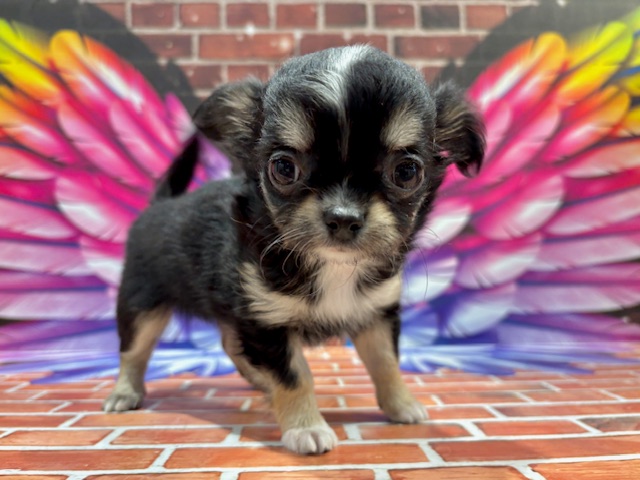 栃木県のチワワ(ロング) (ペッツワン小山店/2025年11月26日生まれ/女の子/ブラックタンホワイト)の子犬の1枚目の画像