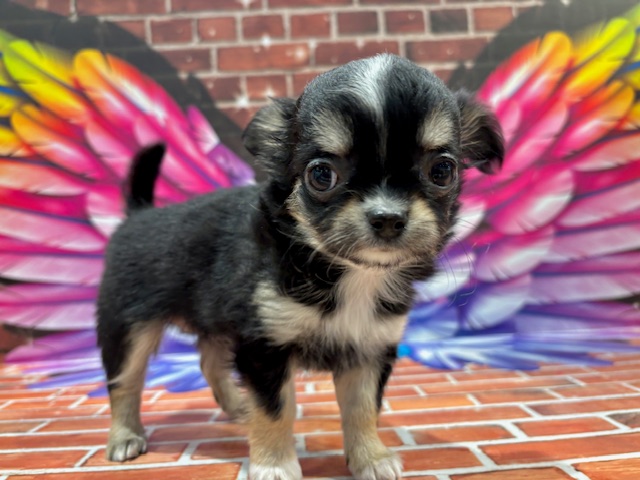 栃木県のチワワ(ロング) (ペッツワン小山店/2025年11月26日生まれ/女の子/ブラックタンホワイト)の子犬の2枚目の画像