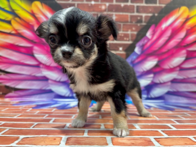 栃木県のチワワ(ロング) (ペッツワン小山店/2025年11月26日生まれ/女の子/ブラックタンホワイト)の子犬の3枚目の画像