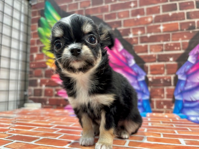 栃木県のチワワ(ロング) (ペッツワン小山店/2025年11月26日生まれ/女の子/ブラックタンホワイト)の子犬の4枚目の画像