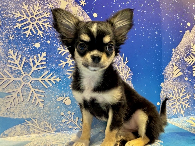 栃木県のチワワ(ロング) (ペッツワン小山店/2025年11月26日生まれ/女の子/ブラックタンホワイト)の子犬の1枚目の画像