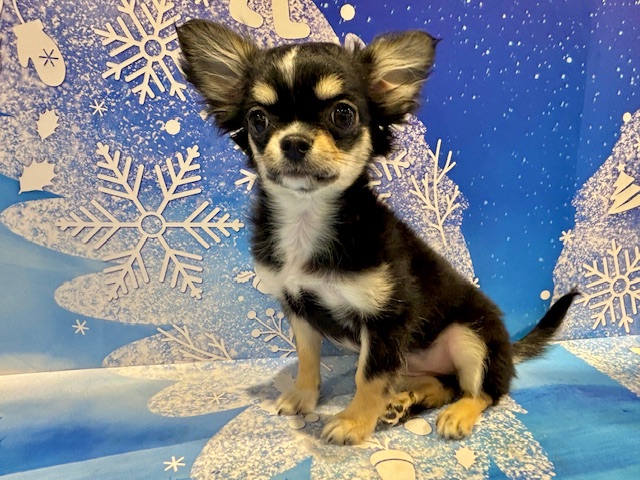 栃木県のチワワ(ロング) (ペッツワン小山店/2025年11月26日生まれ/女の子/ブラックタンホワイト)の子犬の2枚目の画像