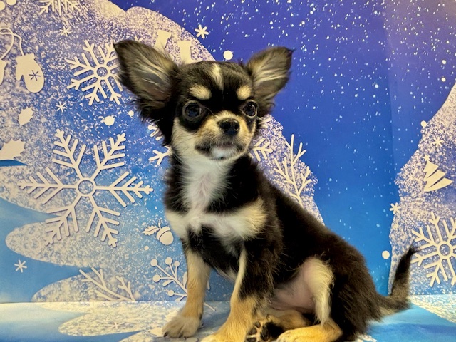 栃木県のチワワ(ロング) (ペッツワン小山店/2025年11月26日生まれ/女の子/ブラックタンホワイト)の子犬の3枚目の画像