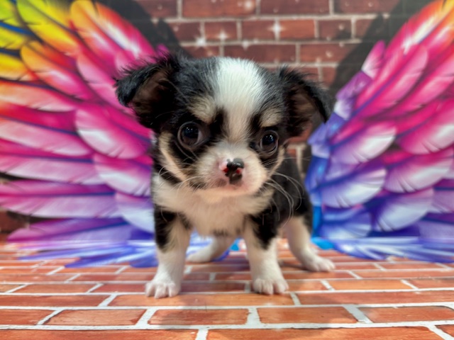 栃木県のチワワ(ロング) (ペッツワン小山店/2025年11月26日生まれ/男の子/ブラックタンホワイト)の子犬の2枚目の画像