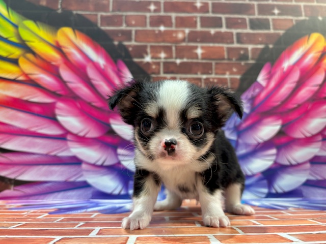 栃木県のチワワ(ロング) (ペッツワン小山店/2025年11月26日生まれ/男の子/ブラックタンホワイト)の子犬の3枚目の画像