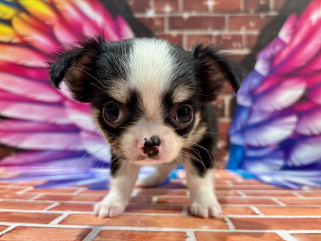 栃木県のチワワ(ロング) (ペッツワン小山店/2025年11月26日生まれ/男の子/ブラックタンホワイト)の子犬の4枚目の画像