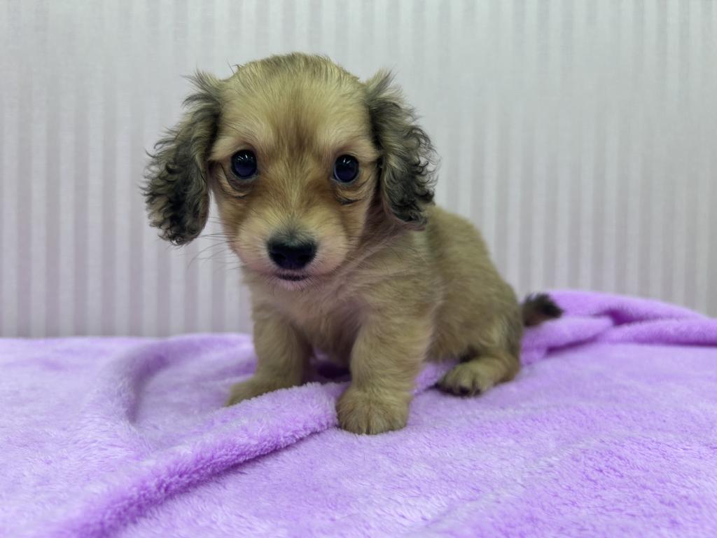 埼玉県のミニチュアダックスフンド(ロング) (OneBuddy南越谷店/2025年11月20日生まれ/女の子/シェーデットイエロー)の子犬