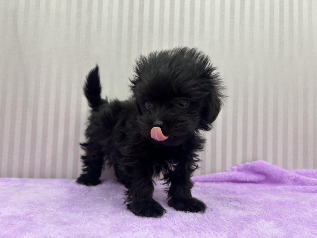 埼玉県のハーフ犬・ミックス犬 (OneBuddy南越谷店/2025年11月19日生まれ/女の子/ブラック)の子犬