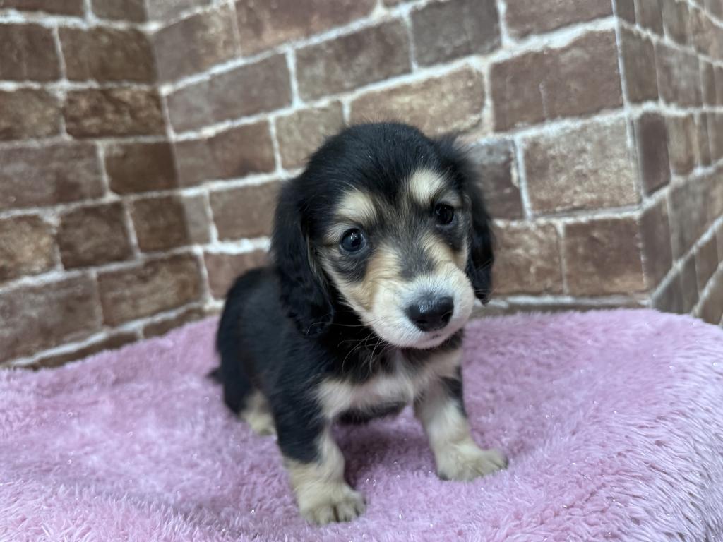 茨城県のミニチュアダックスフンド(ロング) (OneBuddy常陸大宮店/2025年11月28日生まれ/女の子/ブラックイエロー)の子犬の1枚目の画像