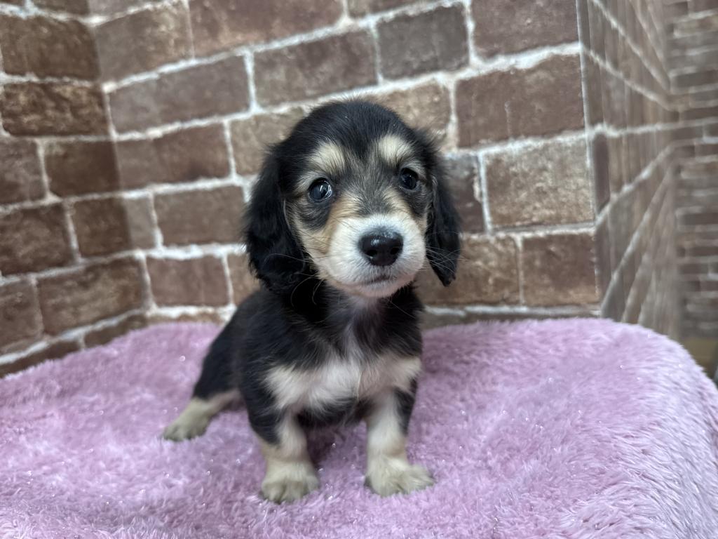 茨城県のミニチュアダックスフンド(ロング) (OneBuddy常陸大宮店/2025年11月28日生まれ/女の子/ブラックイエロー)の子犬の2枚目の画像