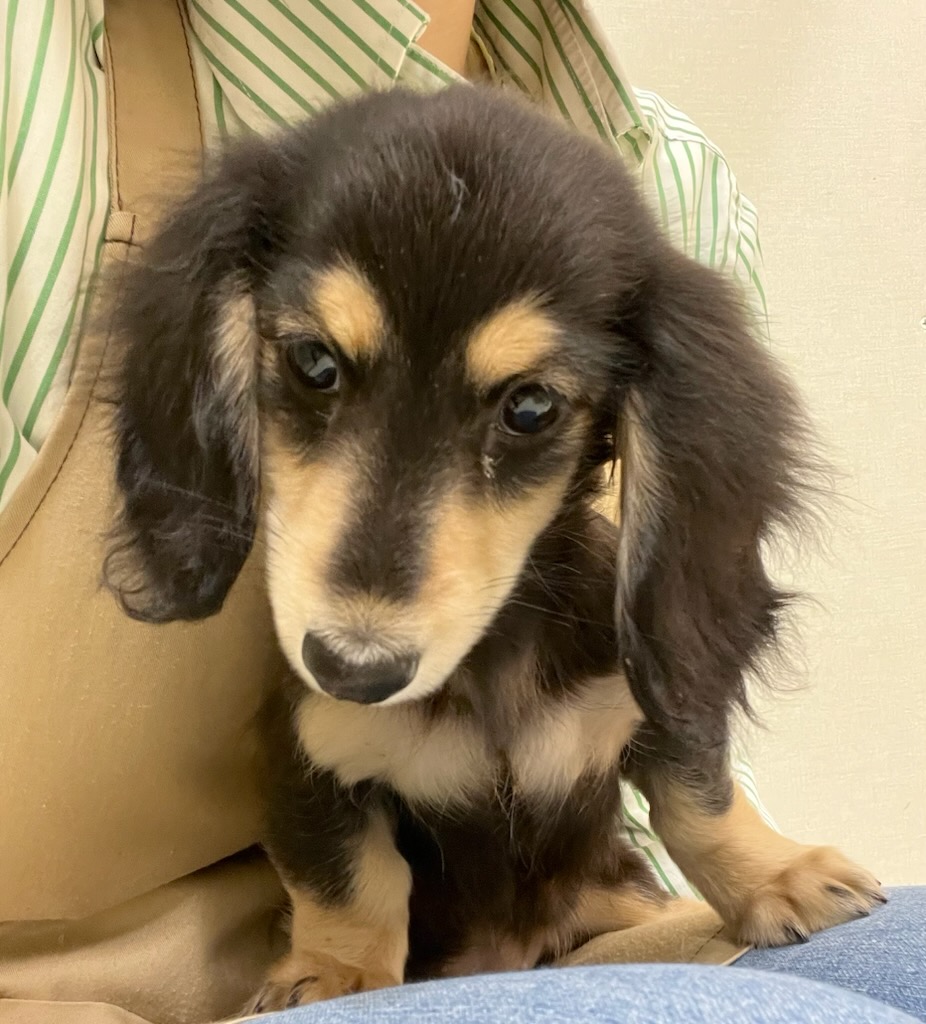 静岡県のミニチュアダックスフンド(ロング) (ペットアミ吉田店/2025年11月28日生まれ/女の子/ブラックイエロー)の子犬の1枚目の画像