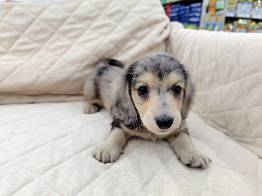 茨城県のミニチュアダックスフンド(ロング) (OneBuddyトモニー水戸店/2025年11月28日生まれ/男の子/シルバーダップル)の子犬