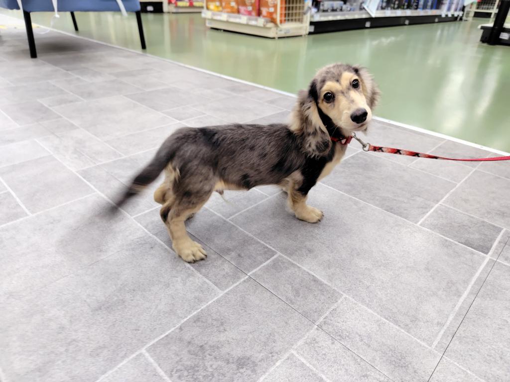 茨城県のミニチュアダックスフンド(ロング) (OneBuddyトモニー水戸店/2025年11月28日生まれ/男の子/シルバーダップル)の子犬の2枚目の画像