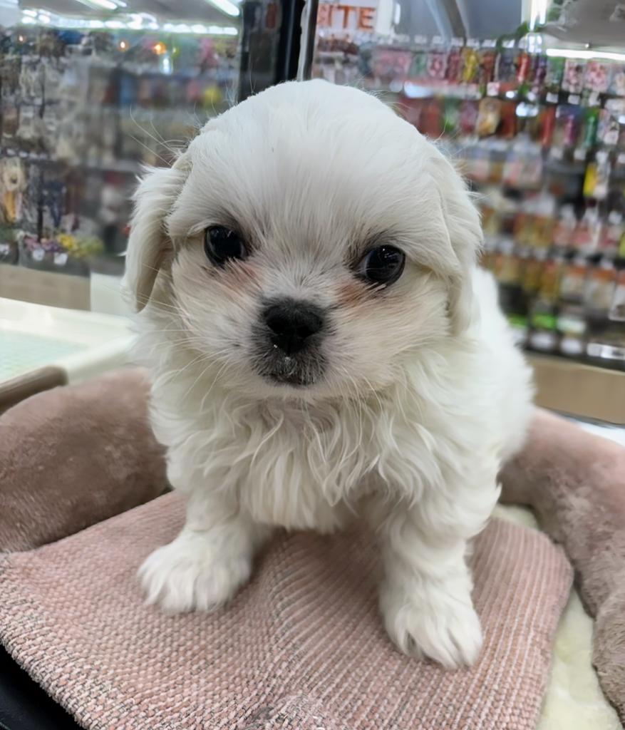 北海道のハーフ犬・ミックス犬 (ジャパンペッツトレーディング屯田店/2025年11月27日生まれ/男の子/ホワイト)の子犬の1枚目の画像