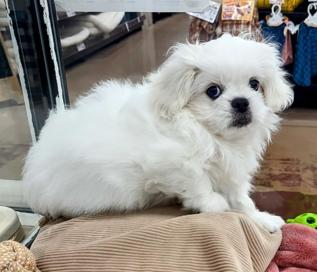 北海道のハーフ犬・ミックス犬 (ジャパンペッツトレーディング屯田店/2025年11月27日生まれ/男の子/ホワイト)の子犬の3枚目の画像