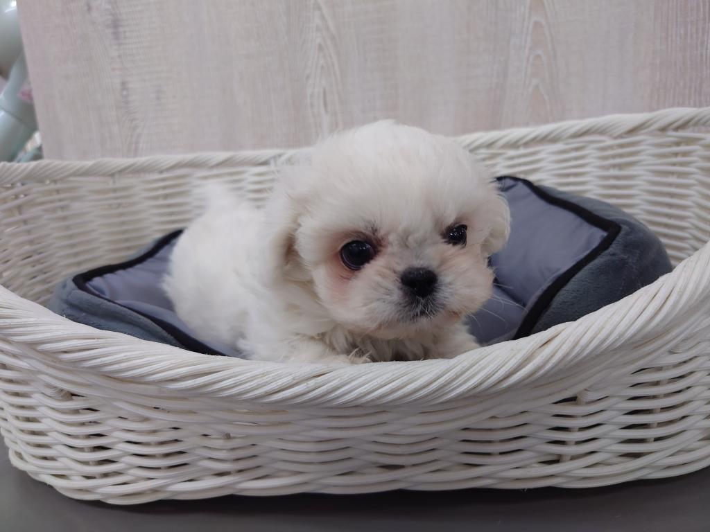 栃木県のハーフ犬・ミックス犬 (ペッツワン宇都宮平出店/2025年11月27日生まれ/女の子/ホワイト)の子犬の4枚目の画像