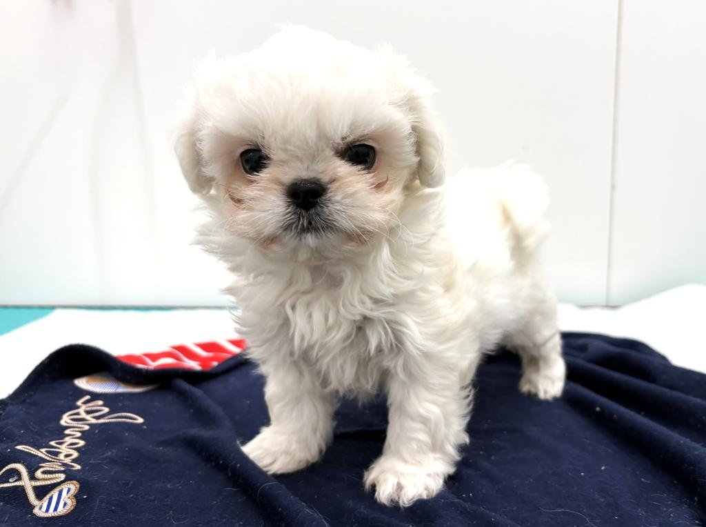 栃木県のハーフ犬・ミックス犬 (ペッツワン宇都宮平出店/2025年11月27日生まれ/女の子/ホワイト)の子犬の2枚目の画像