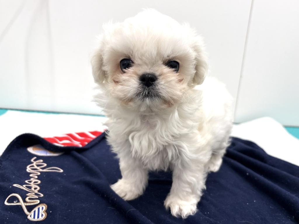 栃木県のハーフ犬・ミックス犬 (ペッツワン宇都宮平出店/2025年11月27日生まれ/女の子/ホワイト)の子犬の1枚目の画像