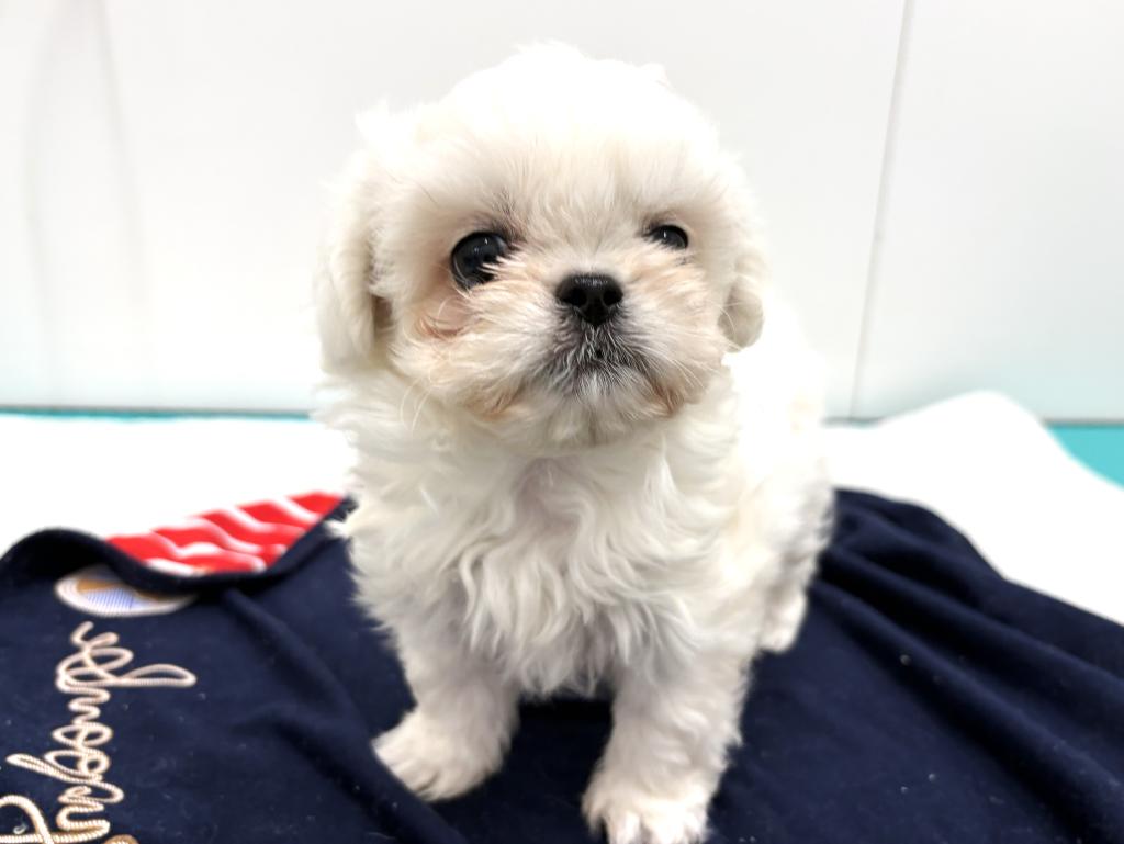 栃木県のハーフ犬・ミックス犬 (ペッツワン宇都宮平出店/2025年11月27日生まれ/女の子/ホワイト)の子犬の3枚目の画像