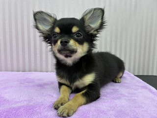 埼玉県のチワワ(ロング) (OneBuddy南越谷店/2025年11月26日生まれ/男の子/ブラックタンホワイト)の子犬の1枚目の画像