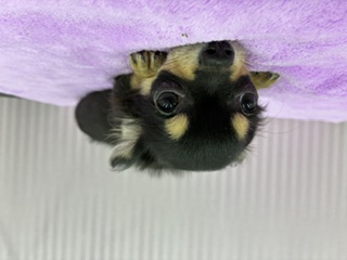 埼玉県のチワワ(ロング) (OneBuddy南越谷店/2025年11月26日生まれ/男の子/ブラックタンホワイト)の子犬の2枚目の画像