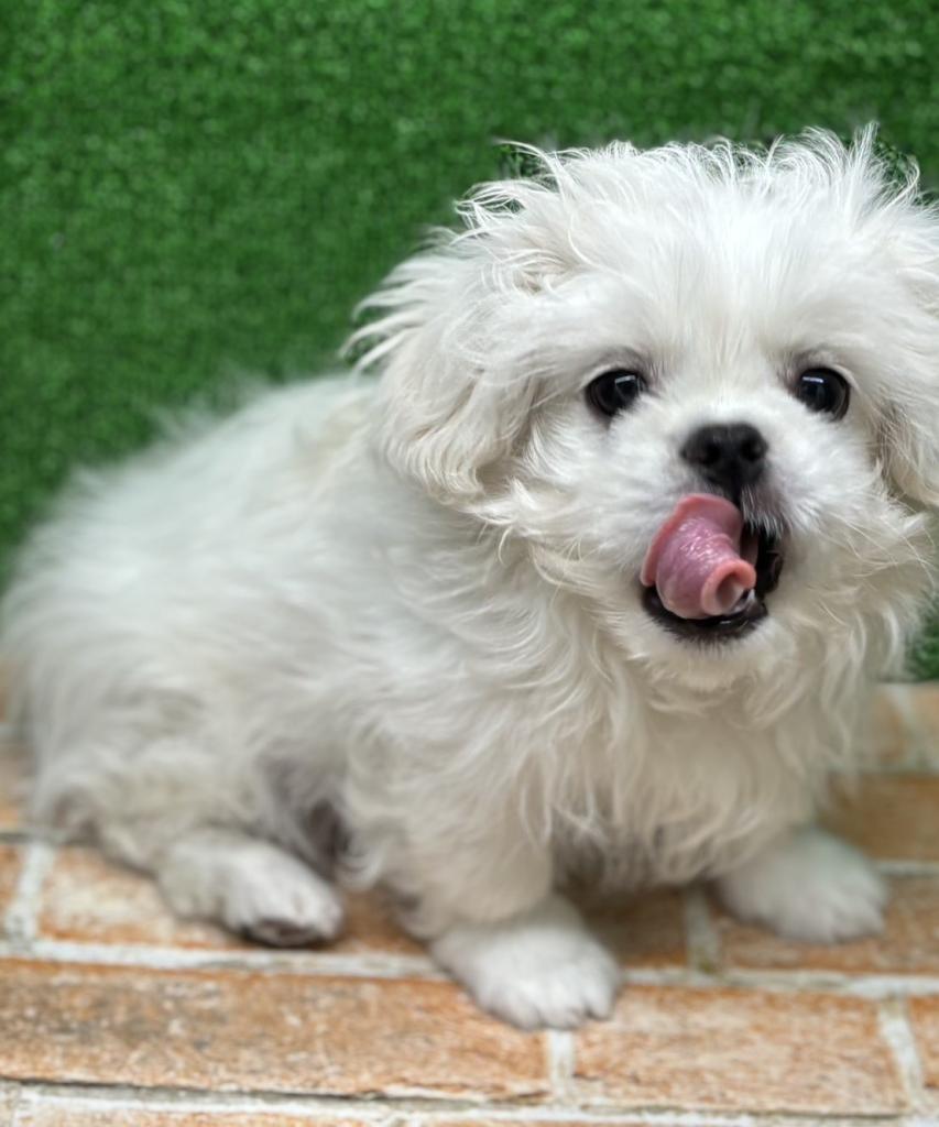 栃木県のハーフ犬・ミックス犬 (ペットアミ鹿沼店/2025年11月27日生まれ/男の子/ホワイト)の子犬の2枚目の画像