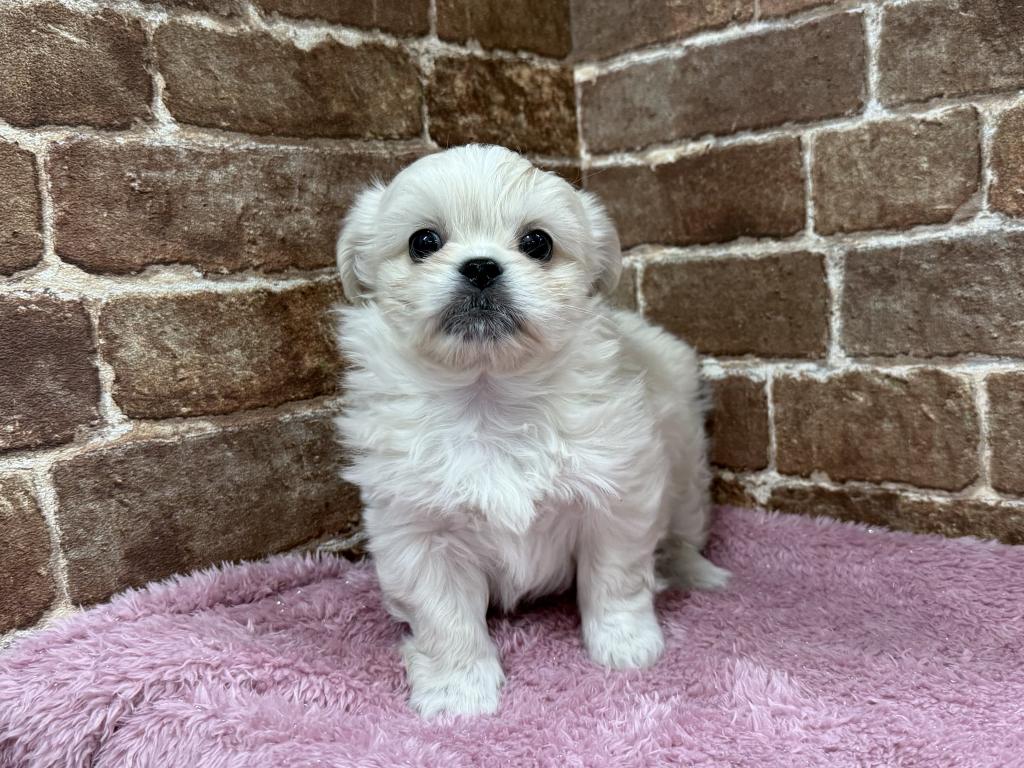 茨城県のハーフ犬・ミックス犬 (OneBuddy常陸大宮店/2025年11月27日生まれ/男の子/ホワイト)の子犬の2枚目の画像