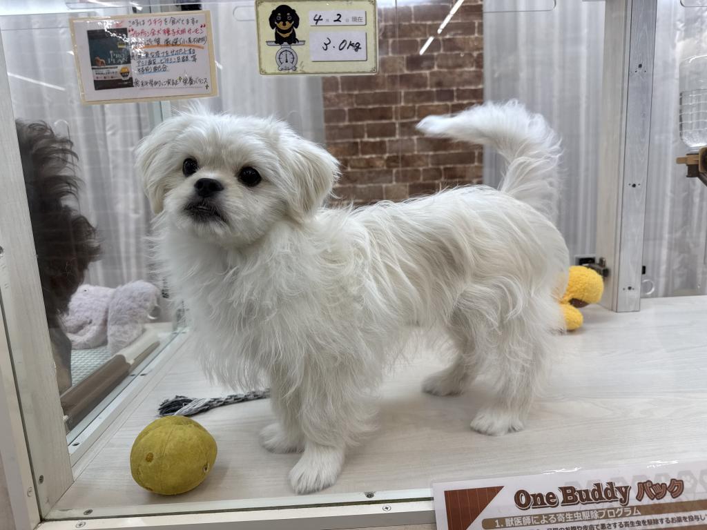 茨城県のハーフ犬・ミックス犬 (OneBuddy常陸大宮店/2025年11月27日生まれ/男の子/ホワイト)の子犬の3枚目の画像
