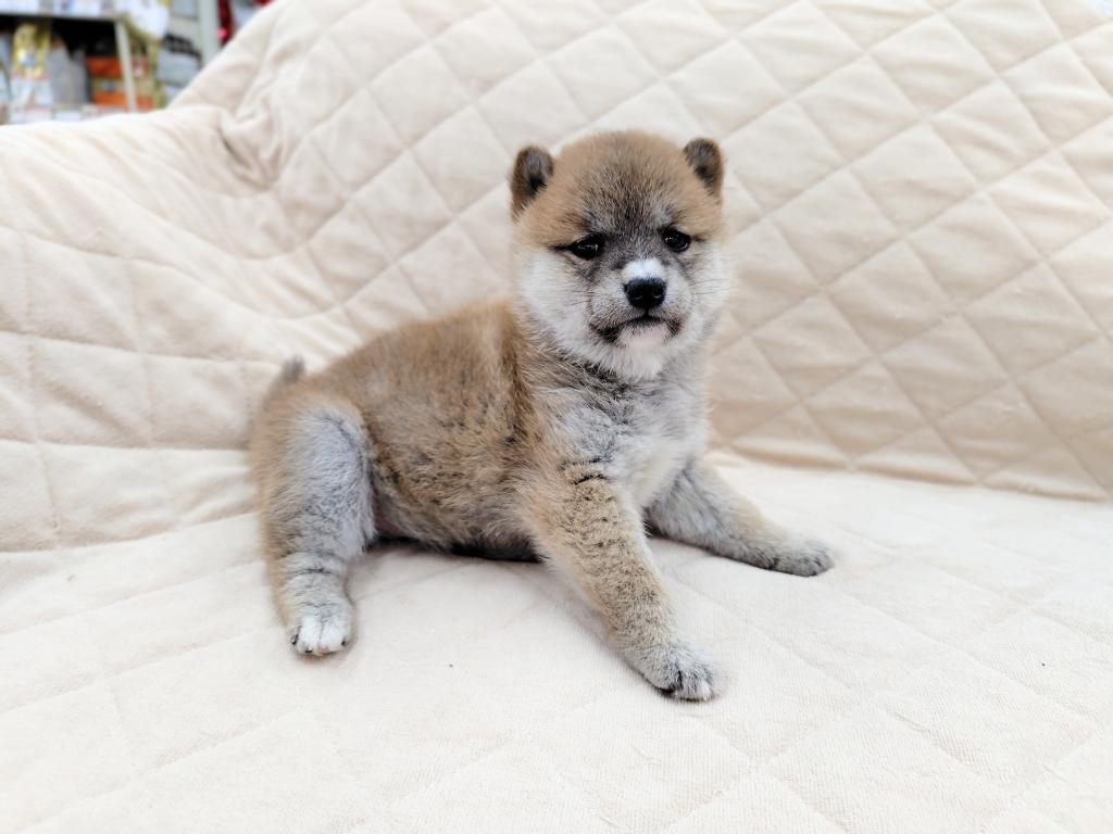 茨城県の柴犬(標準サイズ) (OneBuddyトモニー水戸店/2025年12月5日生まれ/女の子/赤)の子犬