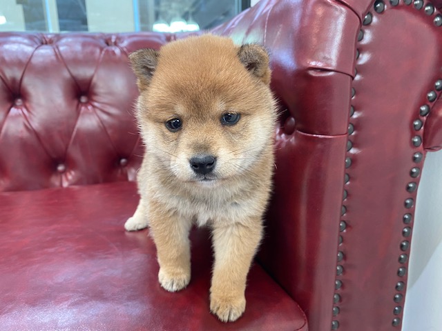 茨城県の柴犬(標準サイズ) (OneBuddy佐原東店/2025年12月5日生まれ/女の子/赤)の子犬の1枚目の画像