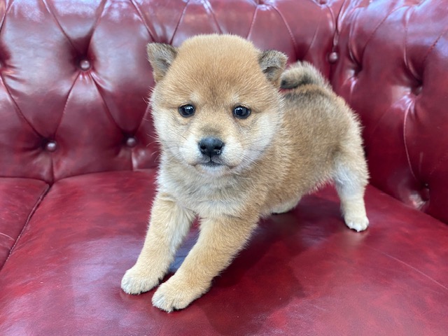 茨城県の柴犬(標準サイズ) (OneBuddy佐原東店/2025年12月5日生まれ/女の子/赤)の子犬の3枚目の画像